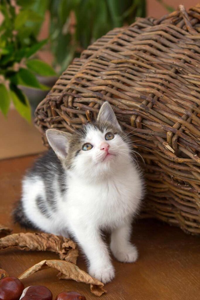 Junge Katze blickt nach oben